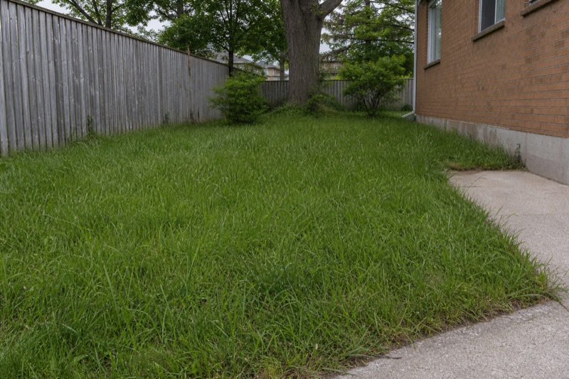 Illustrative residential lawn before mowing, shown from a fixed camera position