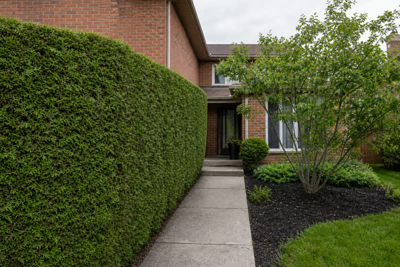 Illustrative view of the same Oakville entry after restrained hedge and small-tree pruning